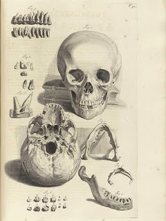 public-domain-images-skull