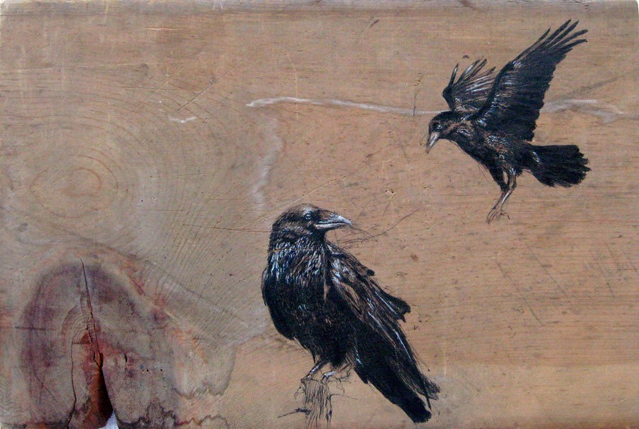 crows